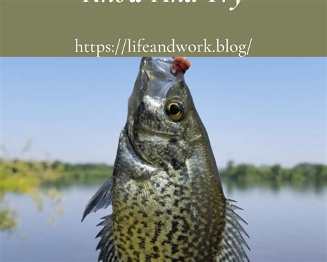 Fall Crappie Fishing Tips To Know And Try