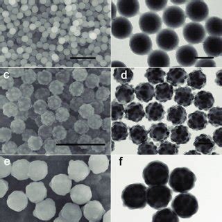 A Sem And Tem Images Of Sio C Ni A And B And Sio C Pdni C