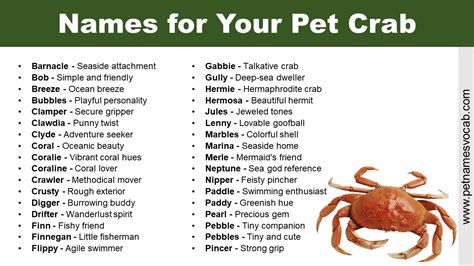 Cute Names For Donkeys Pet Pet Names Vocab