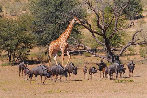 Kgalagadi Transfrontier Park Safari: South Africa Guide 2024