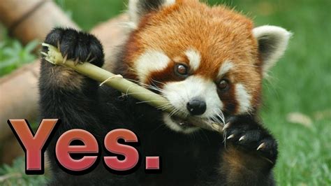 Are Red Pandas Going Extinct Youtube