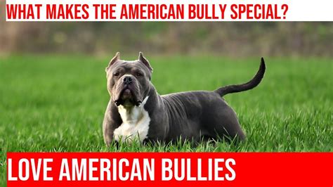 Uncovering The American Bully Exploring The Most Popular Bloodlines