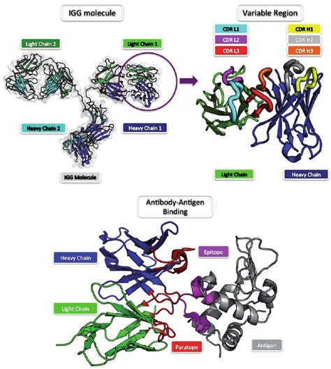 Antibody Structure