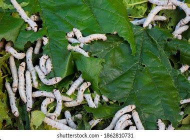 Silk Worm Eating Leaves Mulberry Tree Stock Photo 1862810731 Shutterstock