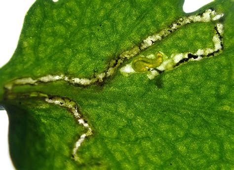 Bucculatrix Nigricomella Somerset Moths