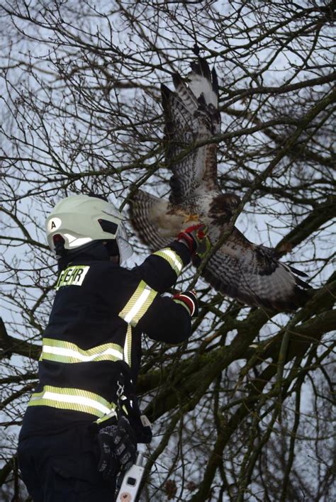 Feuerwehr Rettet Hilflosen Greifvogel Aus Notsituation Shz