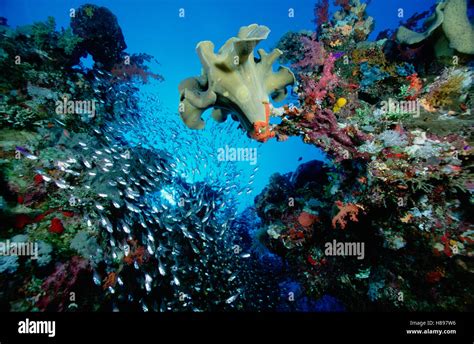 Leather Coral Sarcophyton Trocheliophorum Colony With Polyps