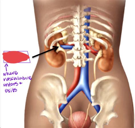 Bio 109 Urinary System Pt 1 Exam 3 Flashcards Quizlet