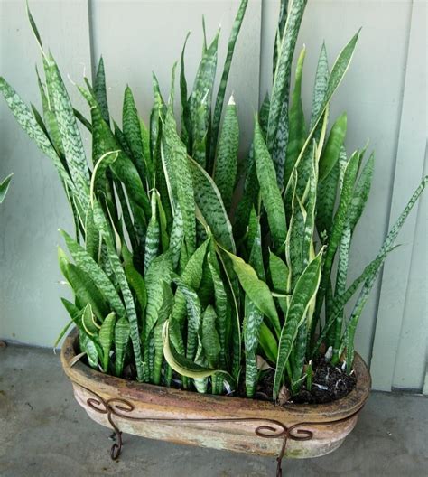 Caracter Sticas Da Espada De S O Jorge Sansevieria Trifasciata