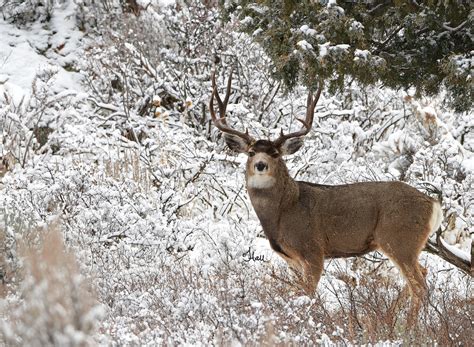 Mule Deer Buck Posing In A Winter Wonderland 6313b Flickr