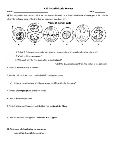 Mitosis Worksheet Phases Of The Cell Cycle