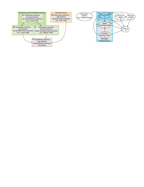 Pdf A Mathematical Framework For Evo Devo Dynamics Mauricio