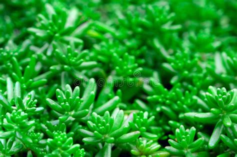 Green Natural Background Succulent Plants In Garden Sedum