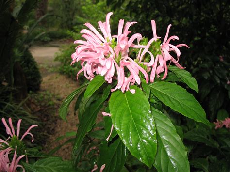 Online Plant Guide Justicia Carnea Brazilian Plume Flower