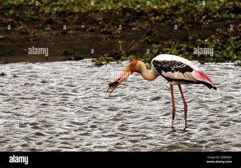 Birds Of Sri Lanka In The Wild Stock Photo Alamy