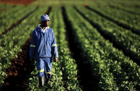 C Te Divoire Une Premi Re Puissance Agricole Exportatrice