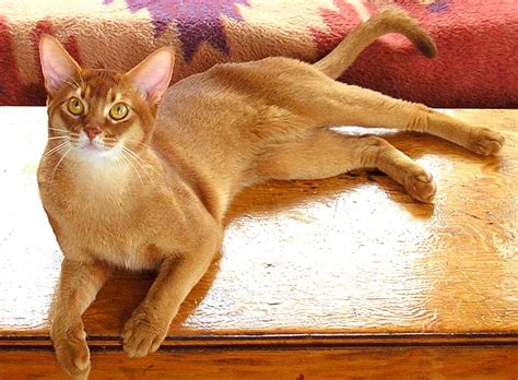 Abyssinian Cat Colours