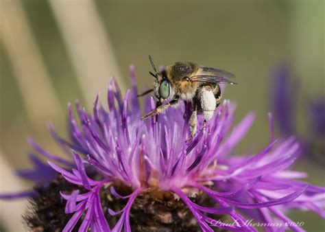 Green Eyed Flower Bee Ipswich Suffolk Paul Sherman Flickr