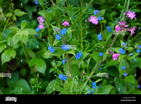 Green Alkanet With Small Blue Flowers In Bloom In Spring Growing With