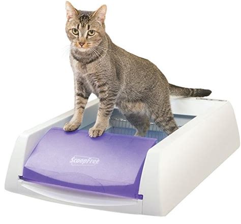 The 8 Best Cat Litter Boxes For Small Spaces 2021