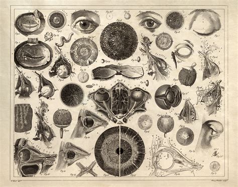 Eye Chart Diagram Print Vintage Illustration Anatomy Print