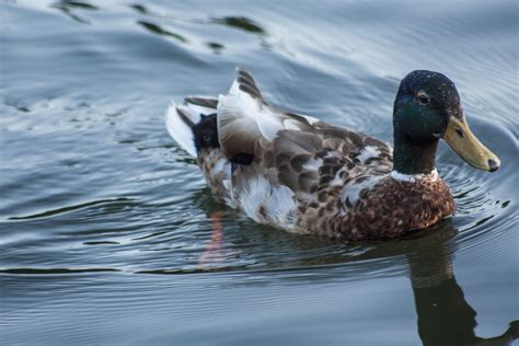 A duck swimming gracefully Beautiful Birds, Ducks, Creatures, Swimming ...