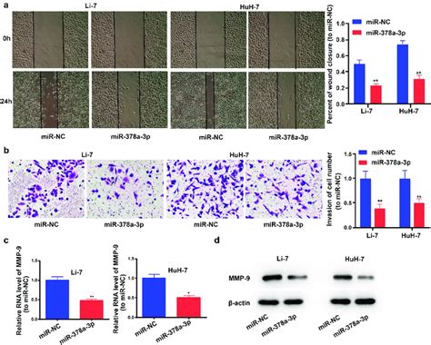 Mir 378a 3p Overexpression Reduced Hcc Cell Invasion And Migration A