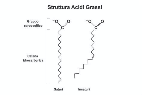 Acidi Grassi Cosa Sono E In Quali Alimenti Li Troviamo