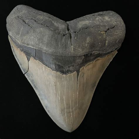 601″ Serrated Megalodon Tooth Fossil The Fossil Exchange Megalodon