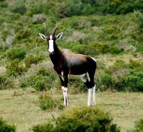 Bontebok National Park Travel Guide At Wikivoyage