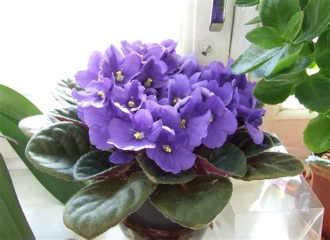 How To Make Your African Violet Bloom