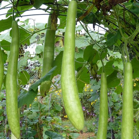 Amazon Yegaol Garden Cucuzzi Gourd Seeds Pcs Vegetable Seeds