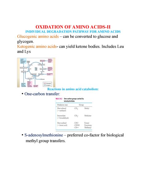 Oxidation Oxidation Of Amino Acids Ii Individual Degradation Pathway For Amino Acids