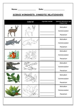 Science Worksheet Symbiotic Relationships By Science Workshop TPT