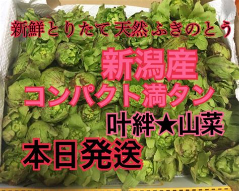 新鮮 採りたて 天然 新潟県産 ふきのとう 山菜 フキノトウ 新潟産 メルカリ