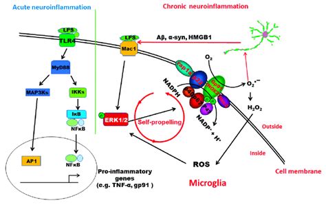 Schematic Drawing Depicting Possible Signaling Pathways Mediating