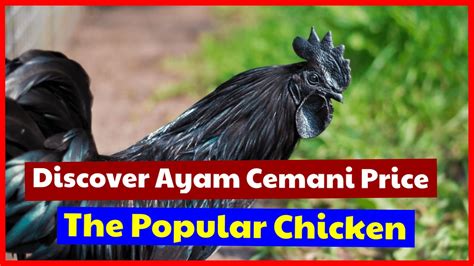 Ayam Cemani Price See The Price Of Indonesian Native Cemani Chicken