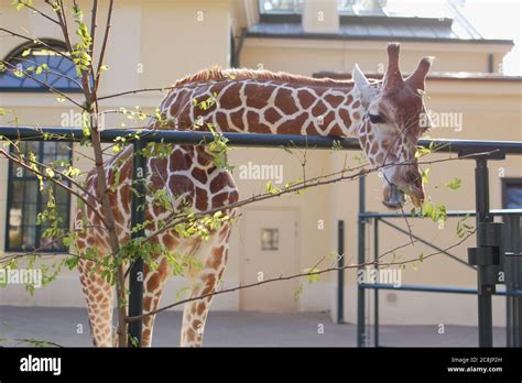 Eating At Zoo Hi Res Stock Photography And Images Alamy