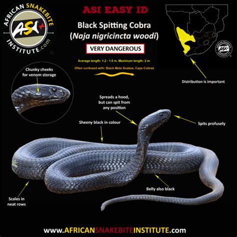 Snake Comparison - Black Spitting Cobra vs Rinkhals - African Snakebite Institute