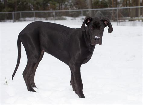 Female Great Dane Weight Chart A Visual Reference Of Charts Chart Master