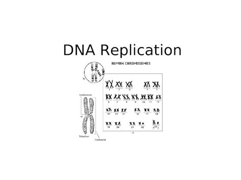 Ppt Dna Replication What Is It Dna Replication Process Of Copying