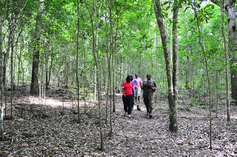 Mpanga Forest Reserve Guided Forest Walks And Wilderness Camping