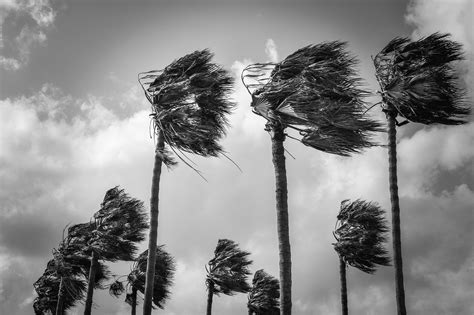 Palm Trees Wind Windy Free Photo On Pixabay