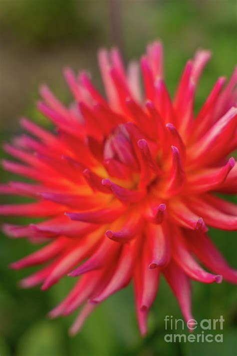 Rainbow Starburst Cactus Dahlia Photograph By Mike Reid Fine Art America