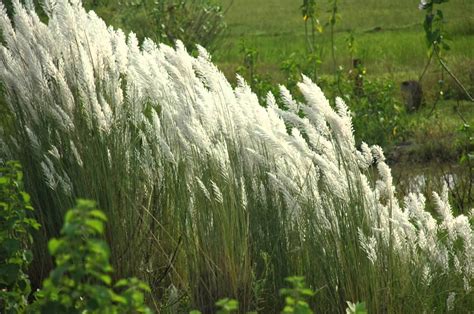 Shiatoshi Kash Phool Kans Grass Plant Description And Its Uses