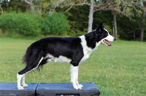 Current Border Collie Dogs Show Companion Performance Abfab 57 Off