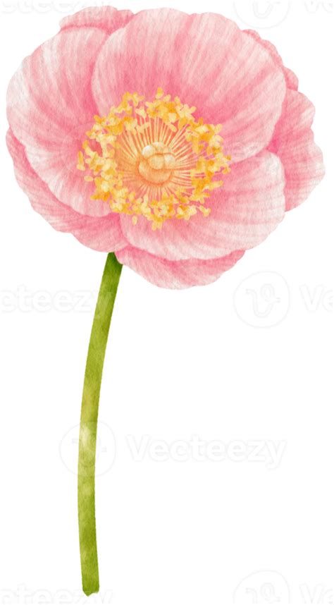 Pink Poppy Flowers Watercolor Illustration 9788486 Png