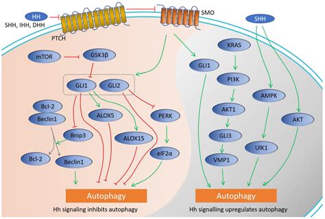 Ijms Free Full Text Hedgehog Signaling Pathway And Autophagy In Cancer