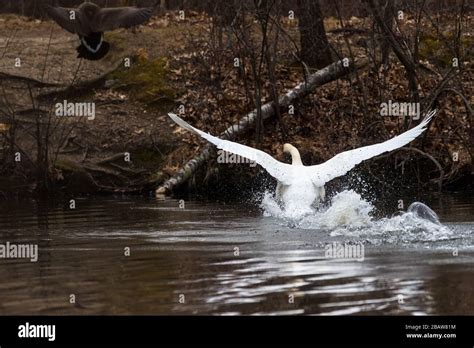 Mute Swan Splashing Water As He Aggressively Chases A Canada Goose