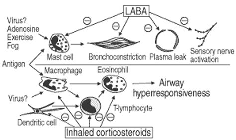 Scientific Rationale For Inhaled Combination Therapy With Long Acting